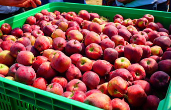 Первая партия дагестанских яблок отгружена в Беларусь