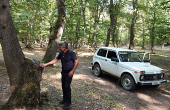 Даглесхоз усилил мониторинг лесов из-за высокой пожароопасности