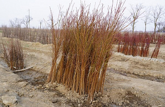 Дагестанское хозяйство поставило первую партию саженцев черешни в Узбекистан