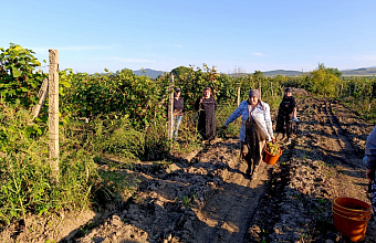 В Кайтагском районе возобновился сбор винограда после прошедших ливней