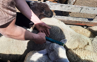 В Казбековском районе продолжается обязательная идентификация сельскохозяйственных животных