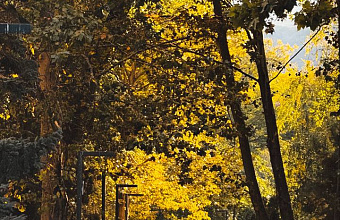 В Махачкале с потеплением высадят более 2 тыс. саженцев деревьев