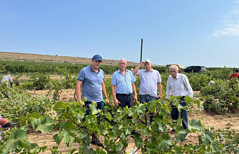 В Дагестане выявили заброшенные и несуществующие виноградники