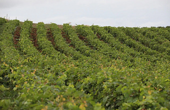 В Дагестане весной 2024 года заложили почти 1 тыс. га новых виноградников