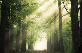 Дагестан в 2024 году заработал 112 млн рублей на аренде лесных массивов