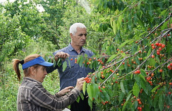 Сезон большого ягодного урожая наблюдается в Дербентском районе