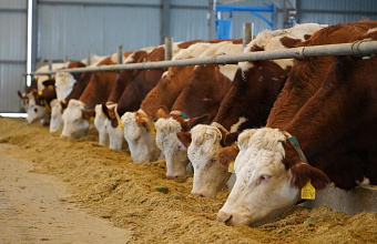 В Махачкале пройдет практический семинар, посвященный господдержке в животноводстве