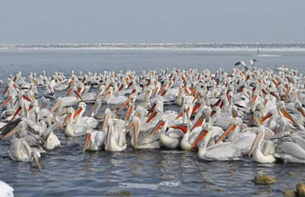 Экологи назвали возможную причину гибели краснокнижных пеликанов в Дагестане