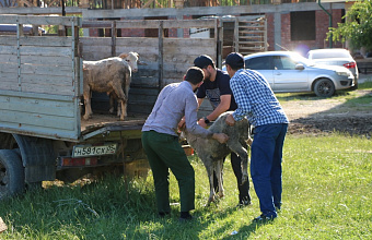 В Казбековском районе семьям погибших участников СВО раздают жертвенных баранов
