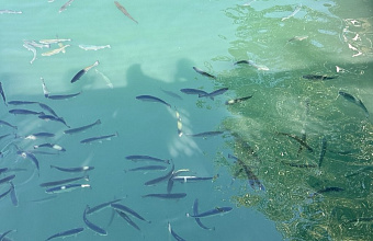 Площадь прудов для рыбоводства в Дагестане увеличилась на 20%