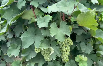 В Дагестане начался сбор урожая для производства вина