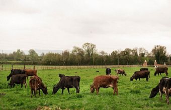 Карабудахкентский район вложил свыше 250 млн рублей в развитие мясного скотоводства