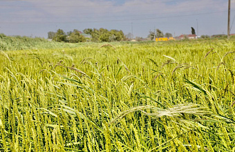 Аграрии Дагестана активно засеивают рисовые поля элитными семенами – Россельхозцентр