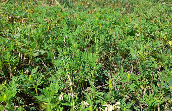 В Дагестане администрацию района обязали очистить земли от опасного сорняка