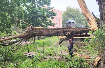 Поваленные деревья и поврежденные автомобили: последствия непогоды в Дагестане