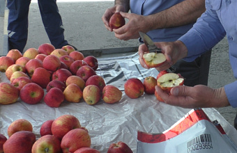 В Дагестане Россельхознадзором проконтролировано свыше 26 тыс. тонн импортной сельхозпродукции