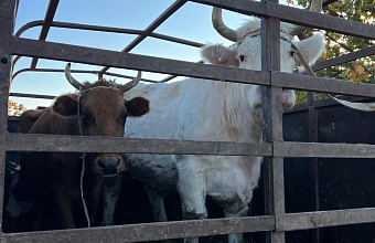 В Дагестане выявили незаконную перевозку более 170 голов скота