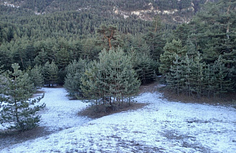 В Дагестане за 2024 год восстановили более 250 га лесов