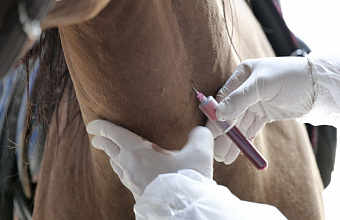 В Махачкале прошли межрегиональные учения по ликвидации условного очага сапа лошадей