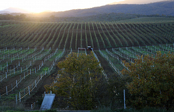 Фермер из Кайтагского района превращает заброшенные земли в процветающее хозяйство