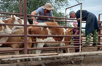 Биркование КРС проводят в Кизлярском районе